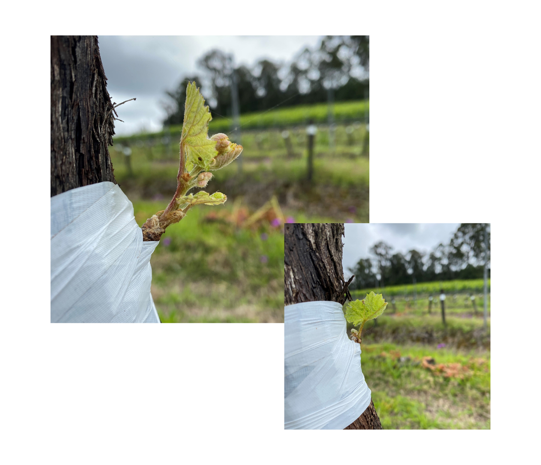 Preserving Hunter Valley’s Riesling Heritage