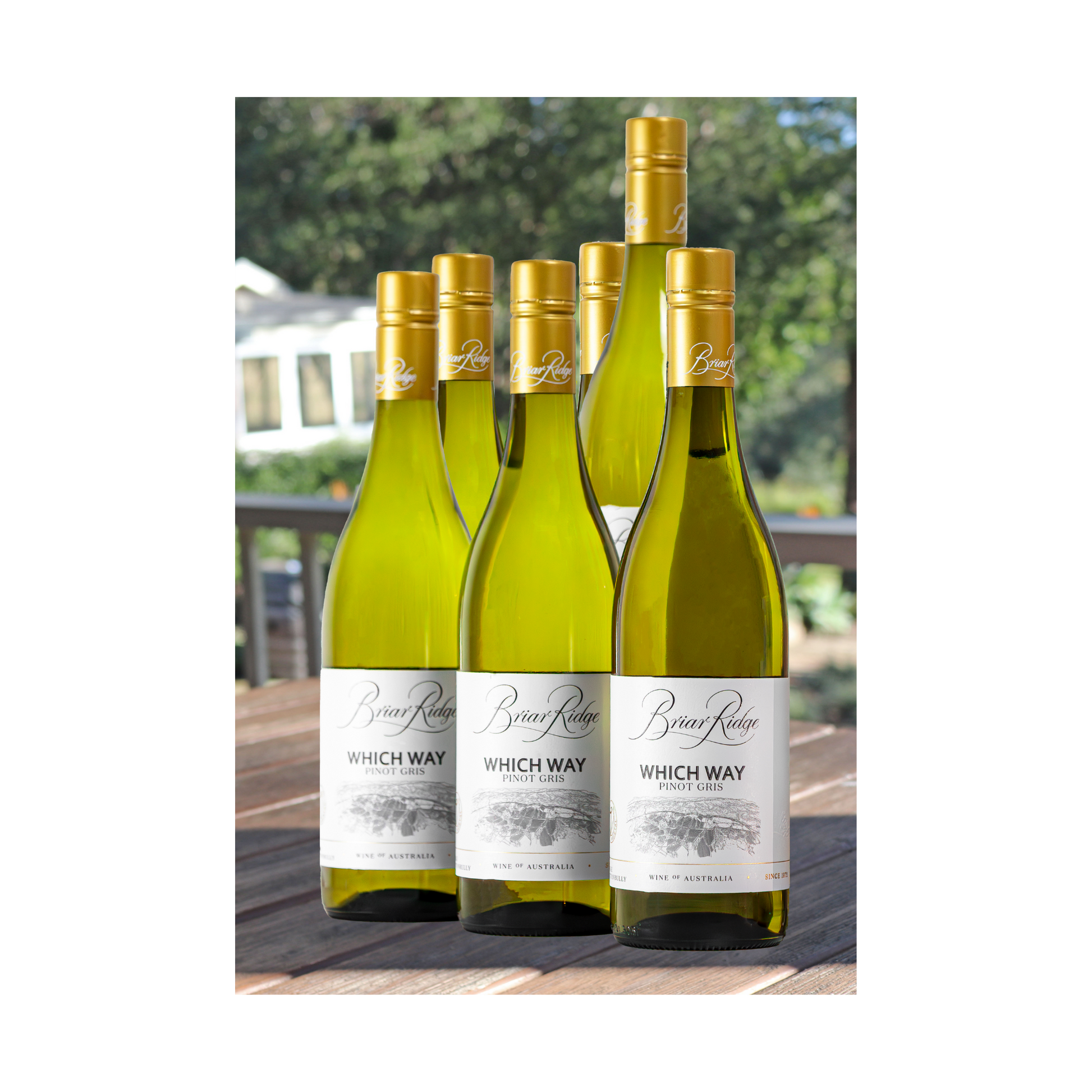 2025 'Which Way' Pinot Gris 6-Pack