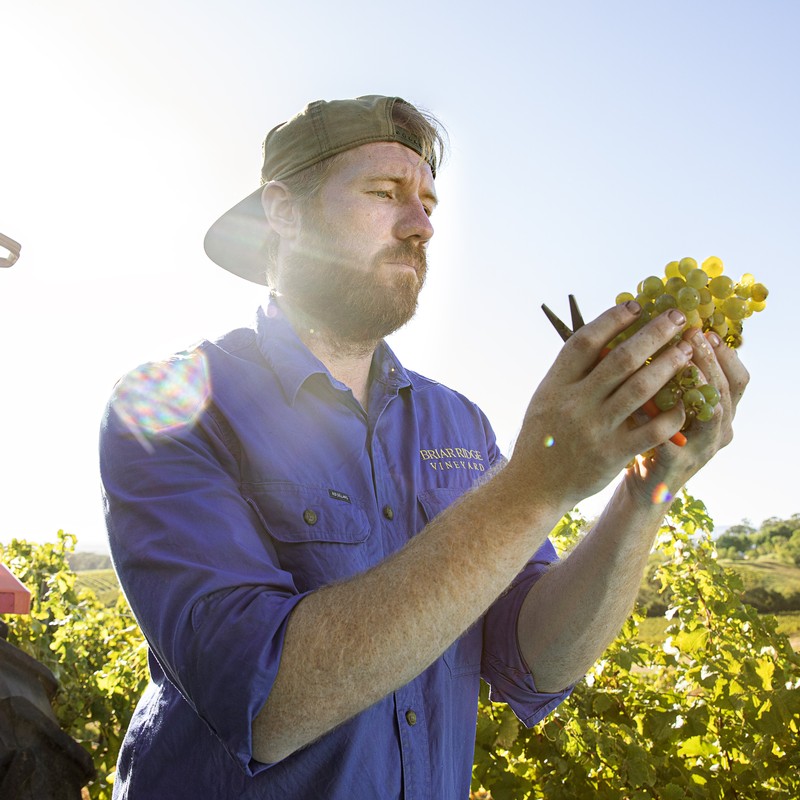 Briar Ridge Vineyard Head Winemaker Alex Beckett inspecting grapes during harvest in the Hunter Valley.