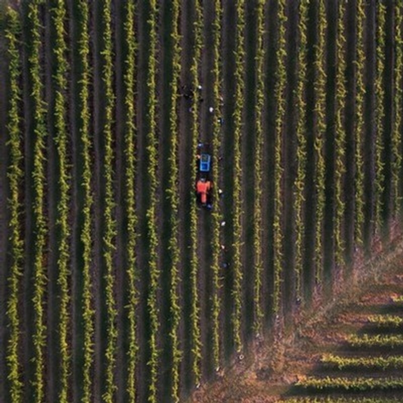 Looking down from above on to our historical, 50-year old vineyards in Mount View, Hunter Valley.