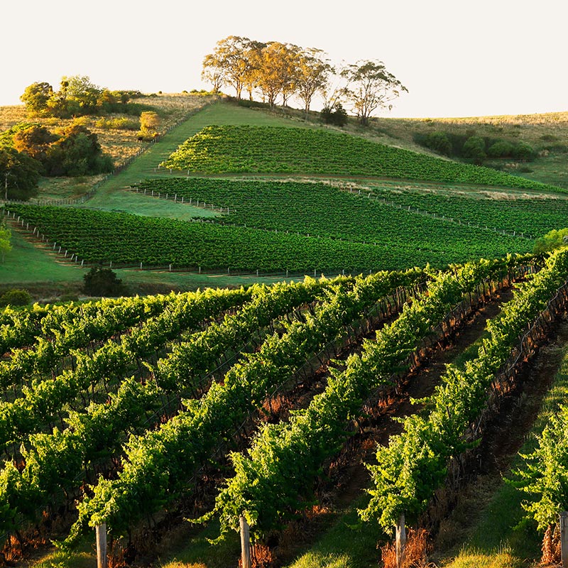 A View Of Briar ridge Hillside Vineyards Hunter Valley