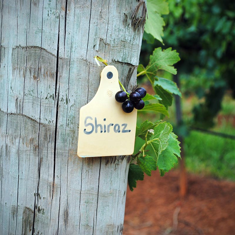 Shiraz Stump End In The Hunter Valley
