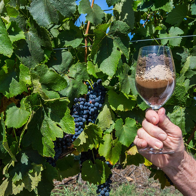 Soil In A Wine Glass In Front Of Shiraz Grapes