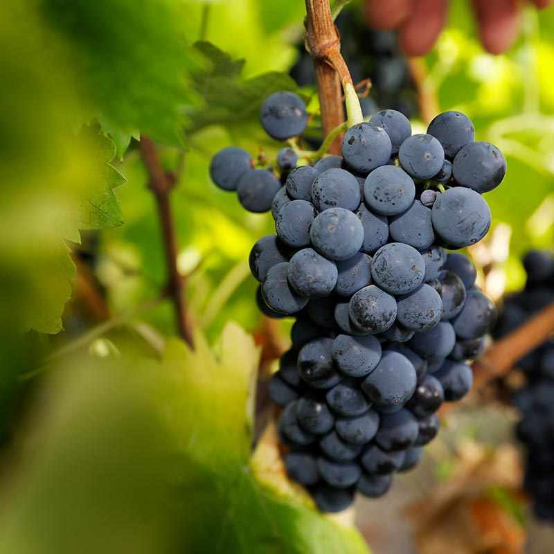 A Cluster Of Shiraz Grapes