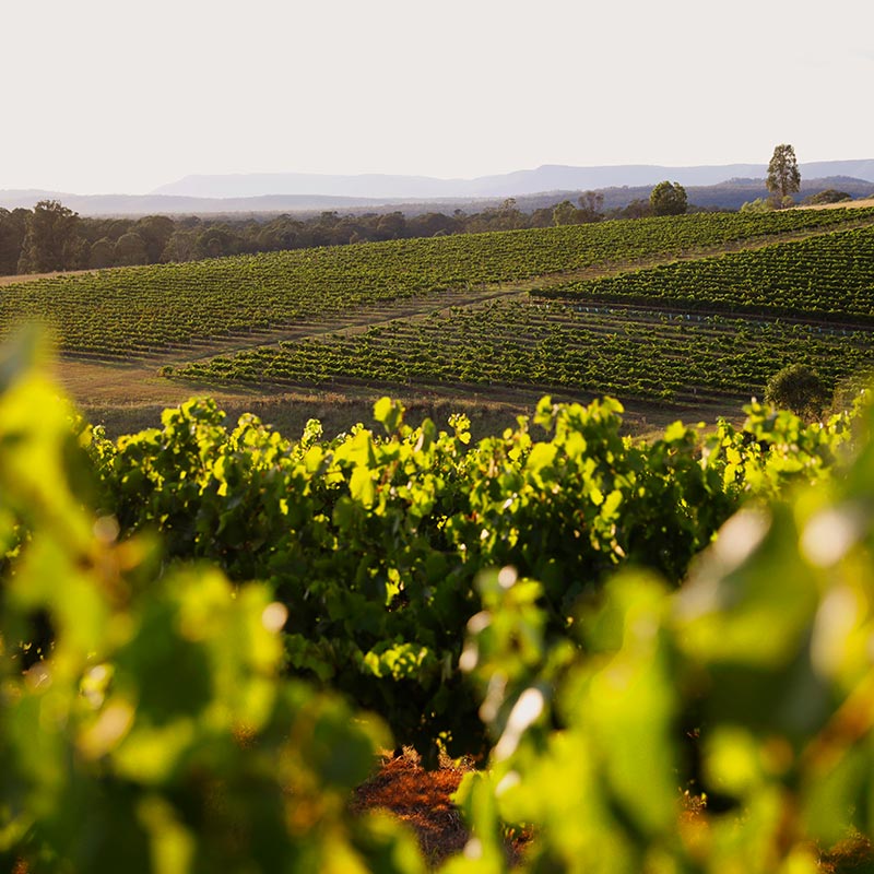 A Landscape Shot Of Dairy Hill Vineyard Hunter Valley