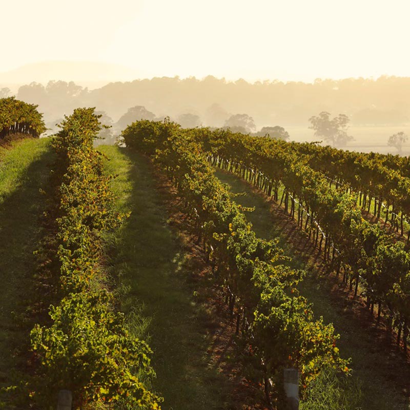 Early Morning Photo Of Dairy hill Vineyard Hunter Valley