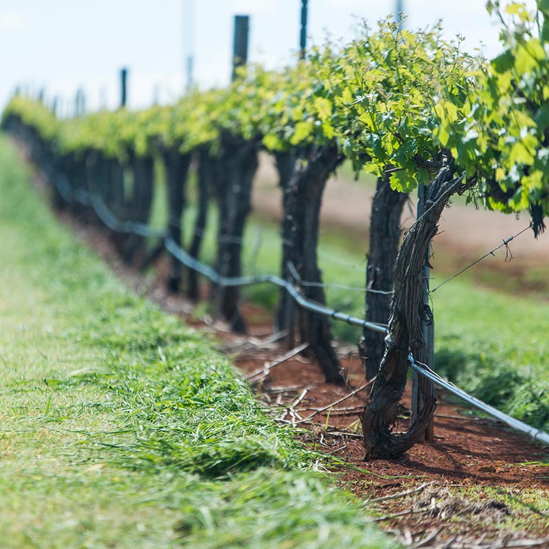 A Row Of Shiraz Vines At Dairy Hill Hunter Valley